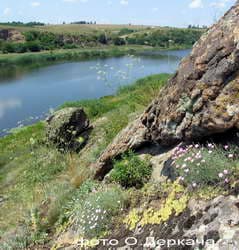 Гвоздика бугская