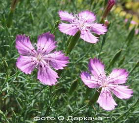 Гвоздика бугская