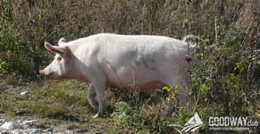 дикие свиньи