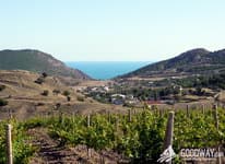 виноградники