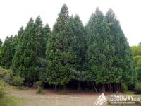 роща секвой Роща Секвой