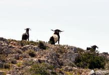 Поход по Кипру. Киприотские муфлоны