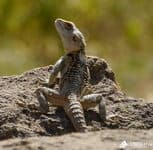 Поход по Кипру. Ящерица