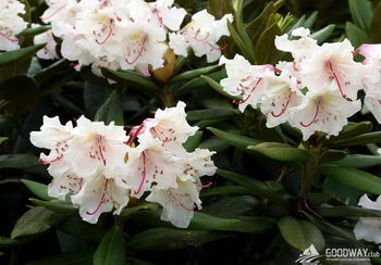 поход по Грузии - Верхняя Сванетия