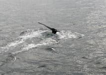 Поход по Исландии