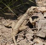 Треккинг по Ирану 