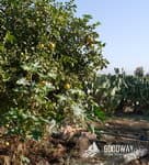 Поход по Израилю