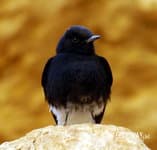 Поход по Израилю