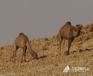 Поход по Израилю