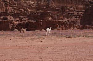  Поход по Иордании 