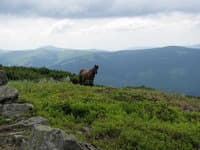 Поход по Карпатам Горганы