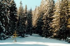 Зимний поход по Карпатам Петрос и Говерла