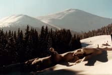 Зимний поход по Карпатам Петрос и Говерла