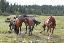 Поход по Карпатским водопадам