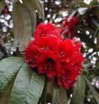 треккинг по Непалу к базовому лагерю Аннапурны