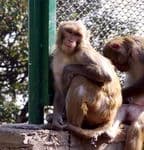 Экскурсии по Катманду