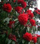 треккинг по Непалу к базовому лагерю Аннапурны