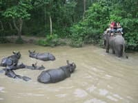 катание на слонах читван