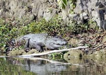 на каноэ по речке с крокодимлами читван