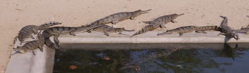 крокодиловая ферма читван