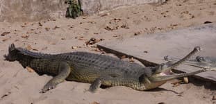 крокодиловая ферма читван