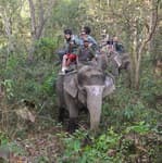 катание на слонах читван