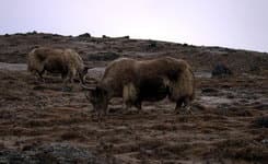 Треккинг по Непалу к базовому лагерю Эвереста