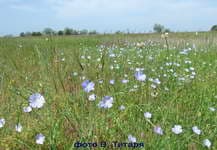 Степи Кинбурна