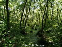 Ковалёвская сага