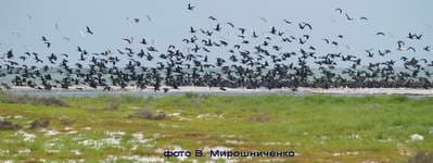 Птицы Кинбурна