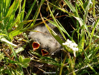 Поход по Качкару, Турция